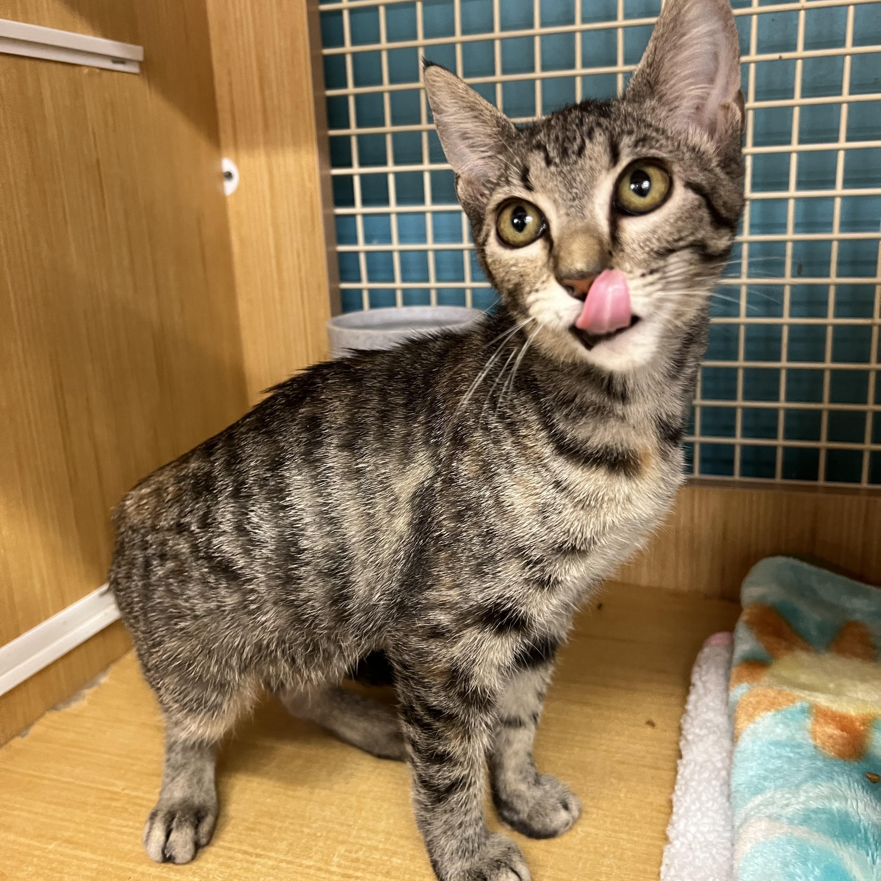 Porsche & Birdie, a Adoptable Domestic Short Hair in Manhattan, KS image 2/3