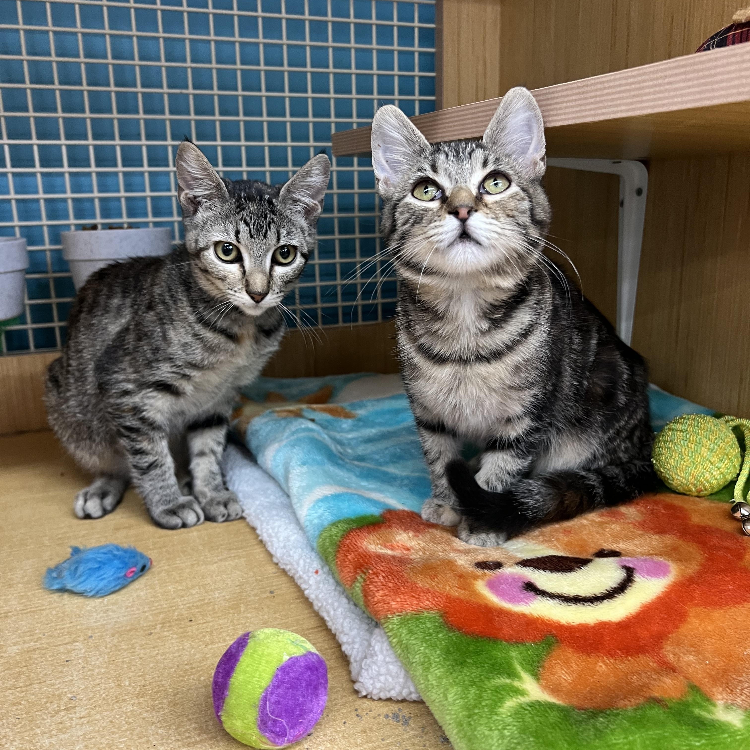 Porsche & Birdie, a Adoptable Domestic Short Hair in Manhattan, KS image 1/3
