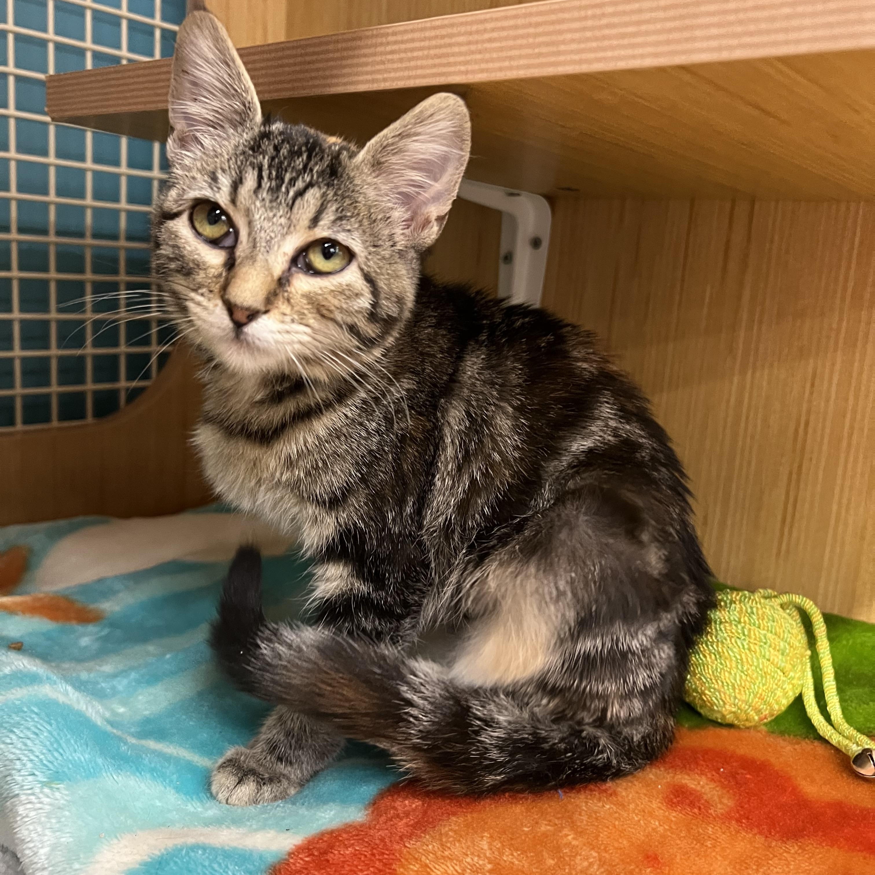 Porsche & Birdie, a Adoptable Domestic Short Hair in Manhattan, KS image 3/3