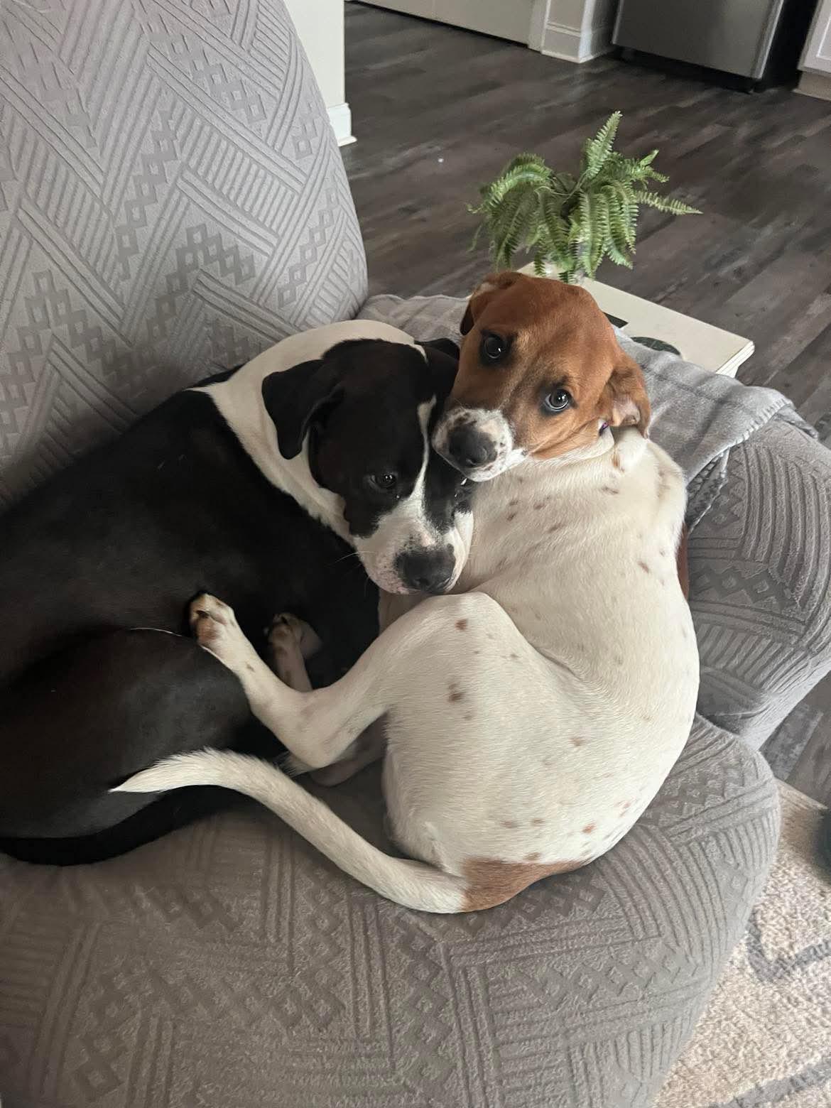 Enlarge Callie, a Adoptable mixed breed in Salisbury, NC image 3/3