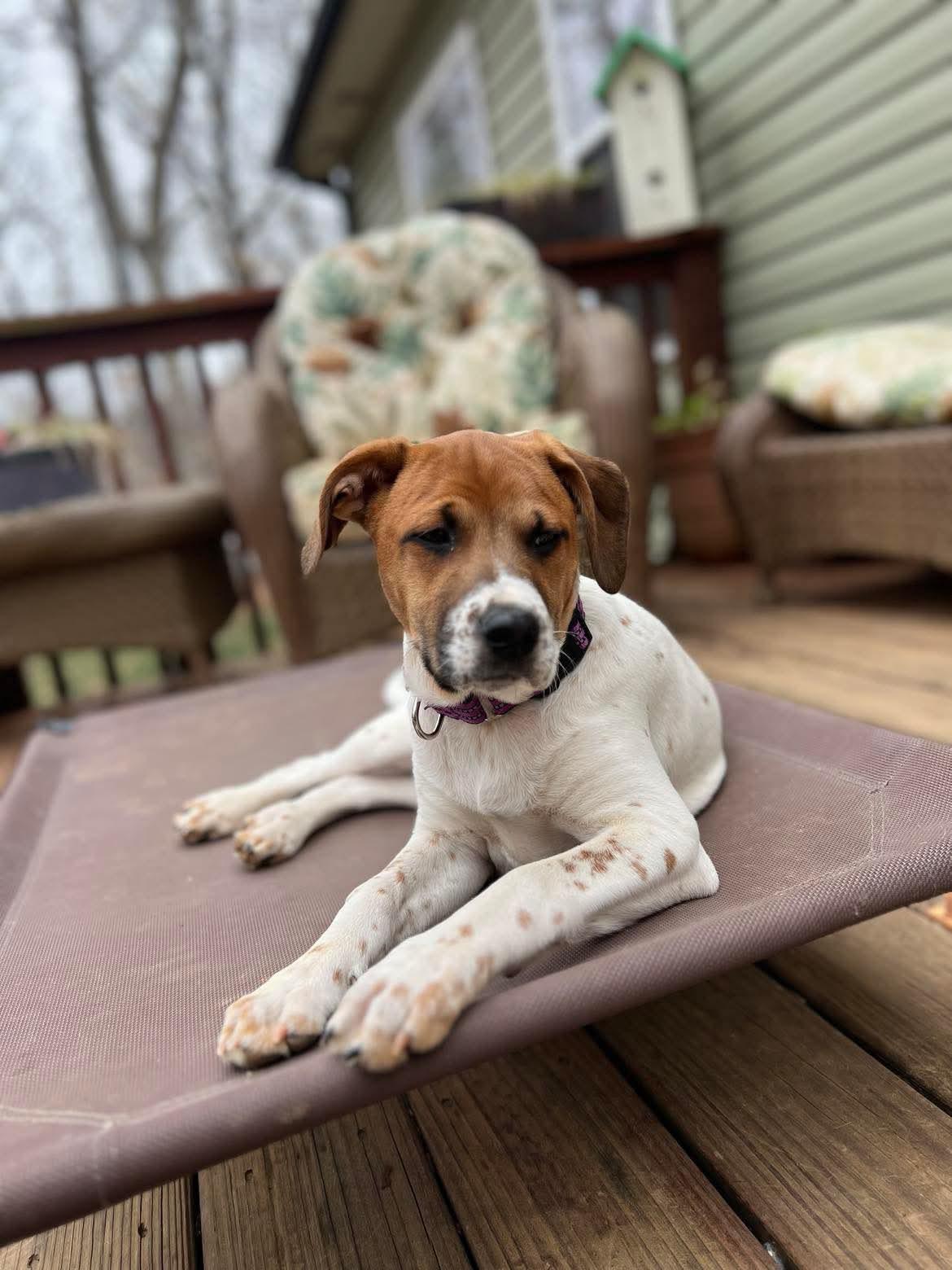 Callie, an adoptable Pointer, Foxhound in Salisbury, NC, 28145 | Photo Image 2