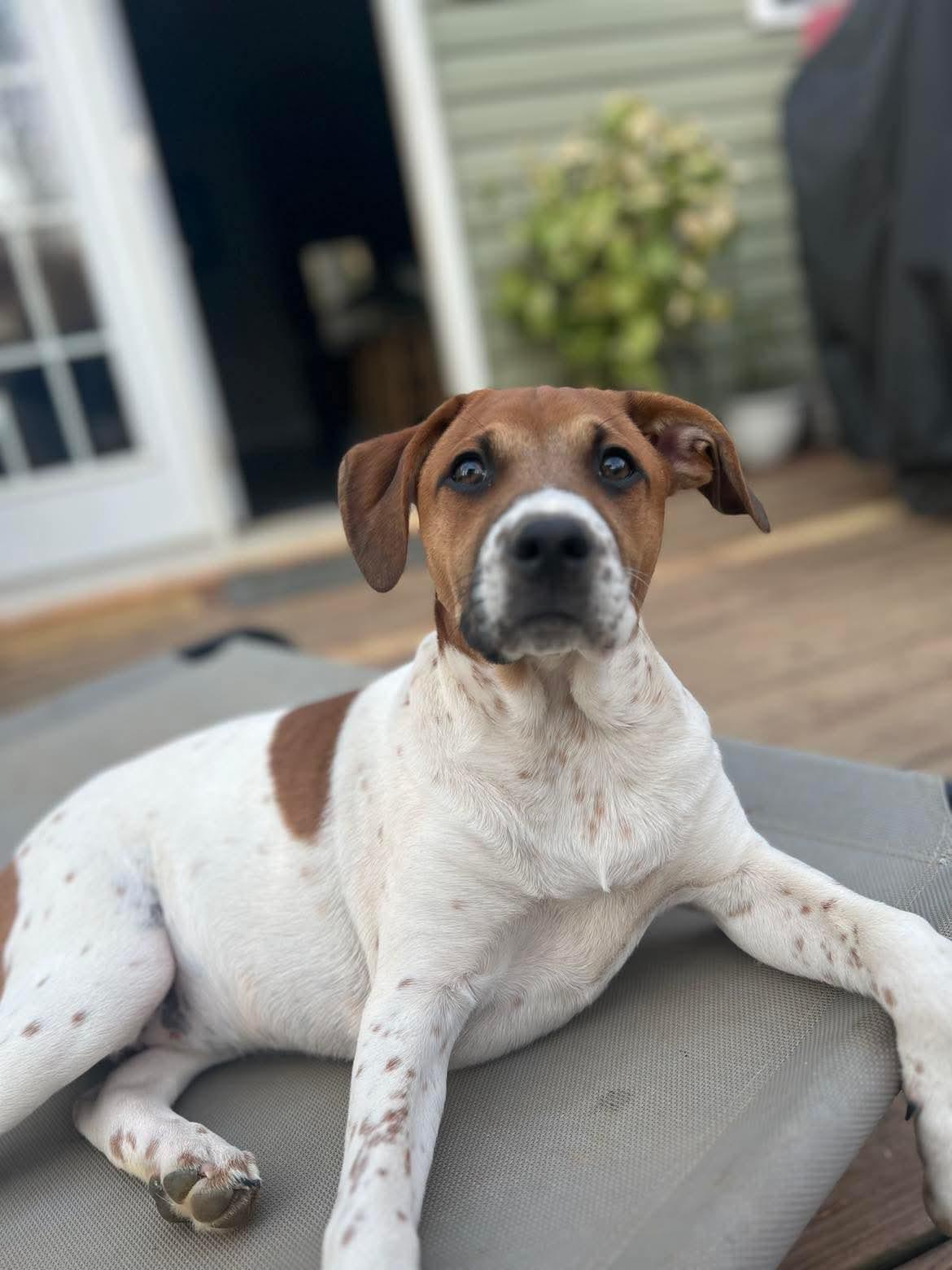 Callie, Adoptable, Puppy Female Pointer & Foxhound.