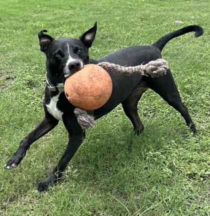 Topo — thumbnail 3