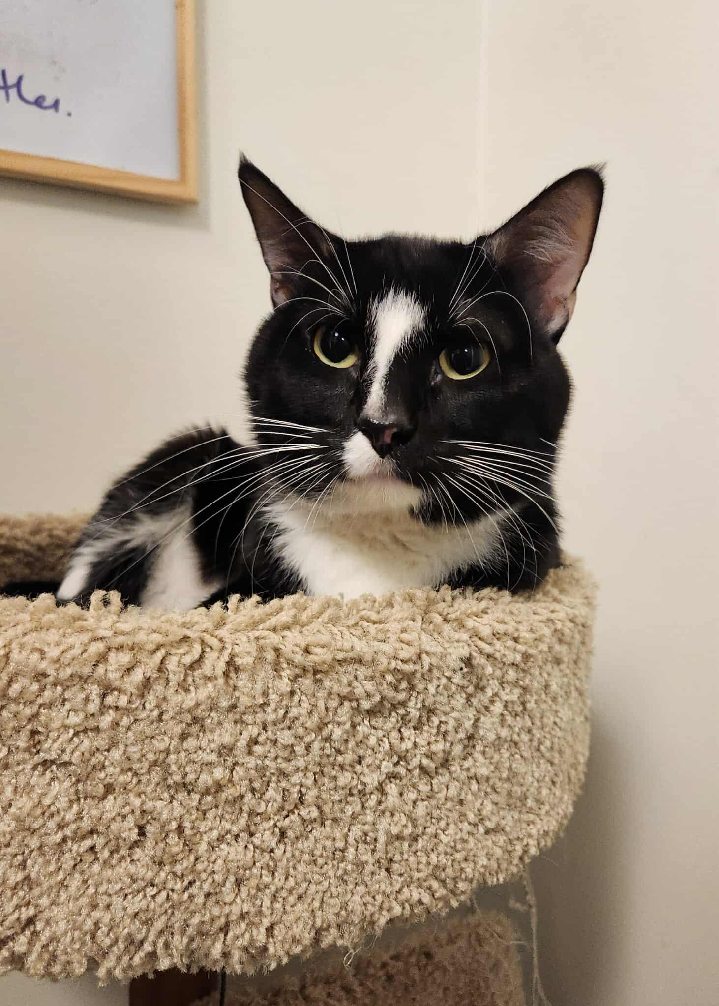 ROBIN, an adoptable Domestic Short Hair in Grand Forks, ND, 58203 | Photo Image 1