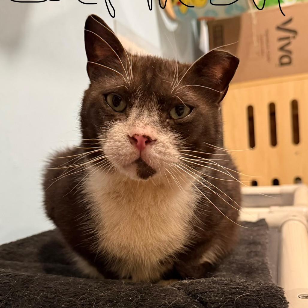 Carmen, Adoptable, Senior Male Domestic Short Hair.