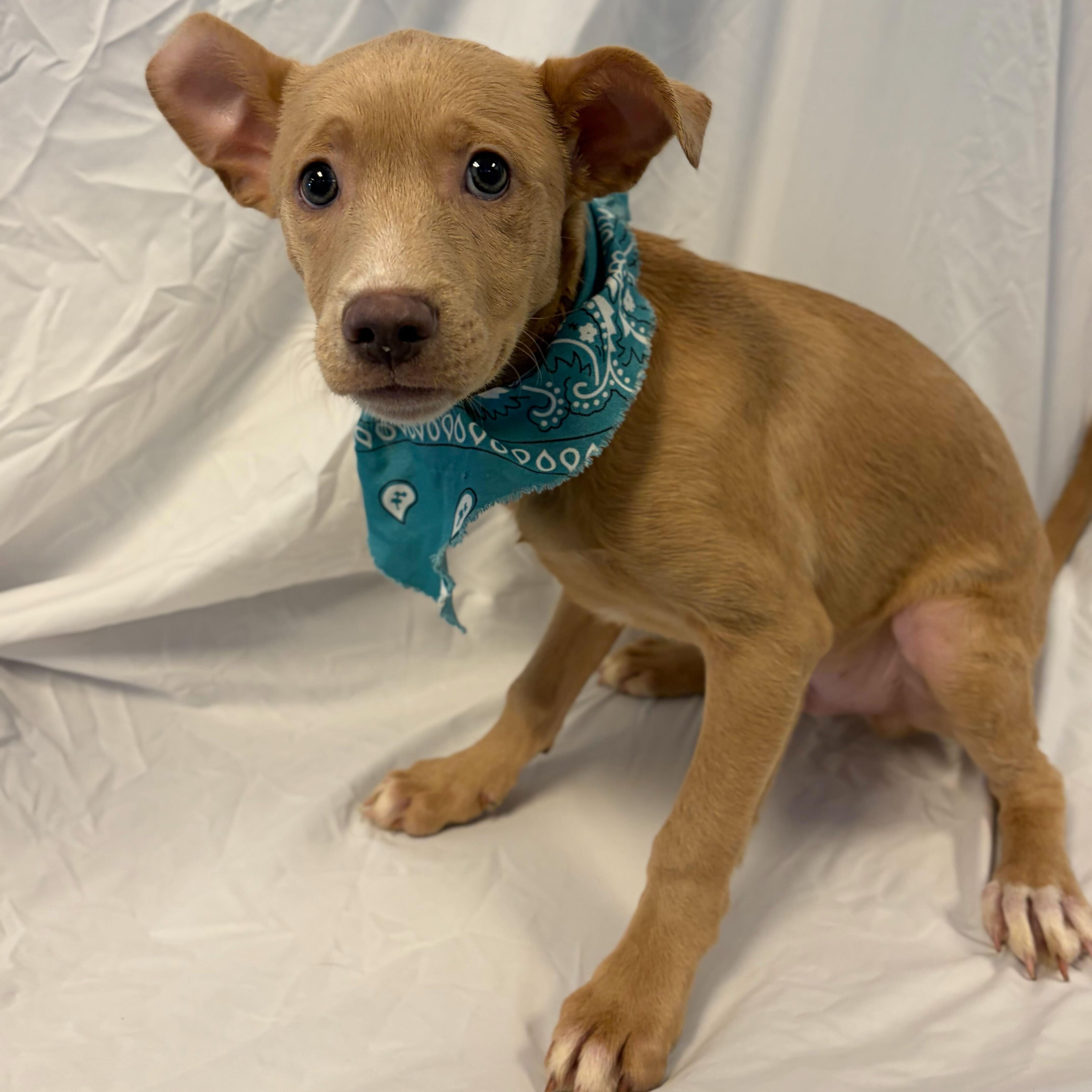 Enlarge Jacob, a ADOPTABLE Mixed Breed in Canal Winchester, OH image 2/2