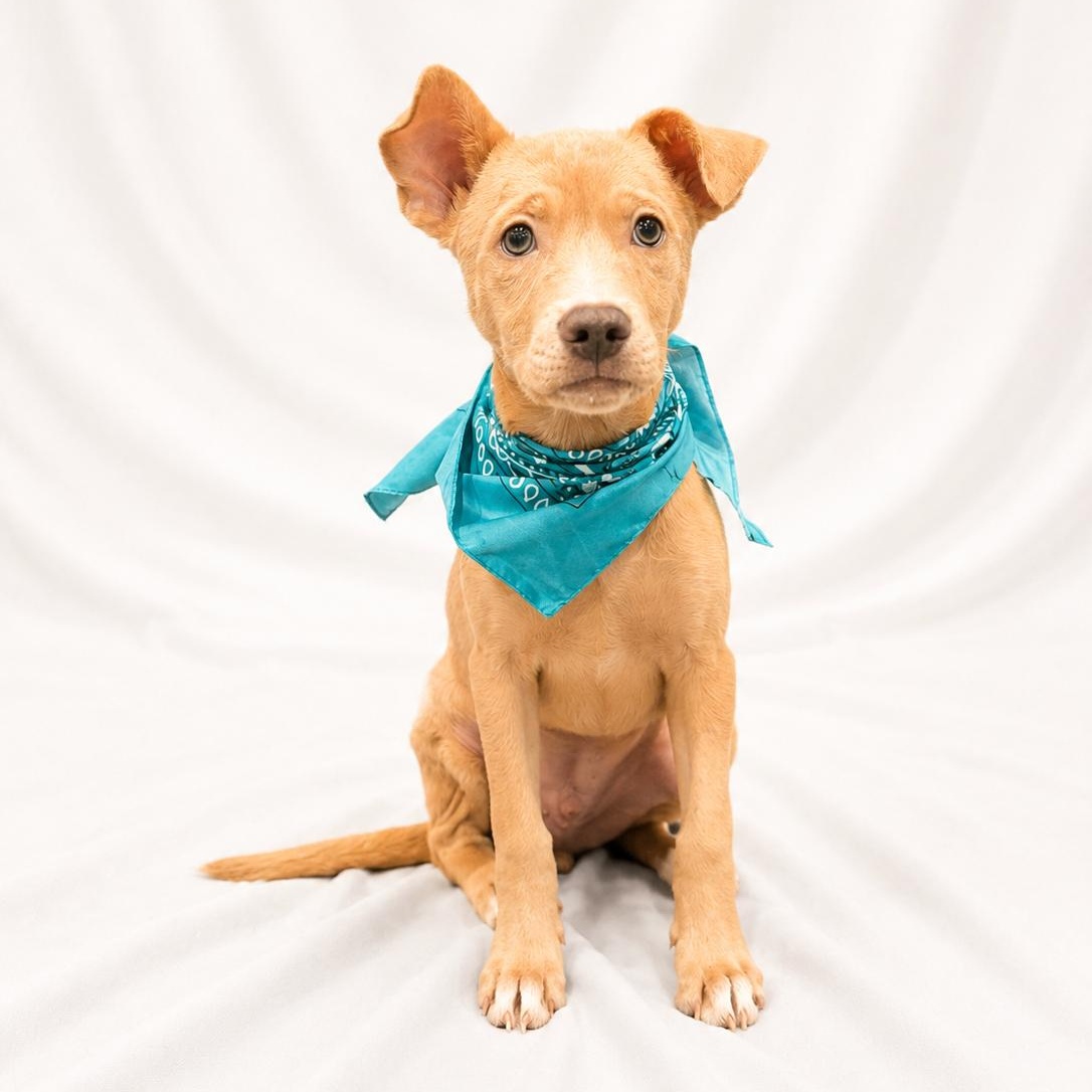 Enlarge Jacob, a ADOPTABLE Mixed Breed in Canal Winchester, OH image 1/2