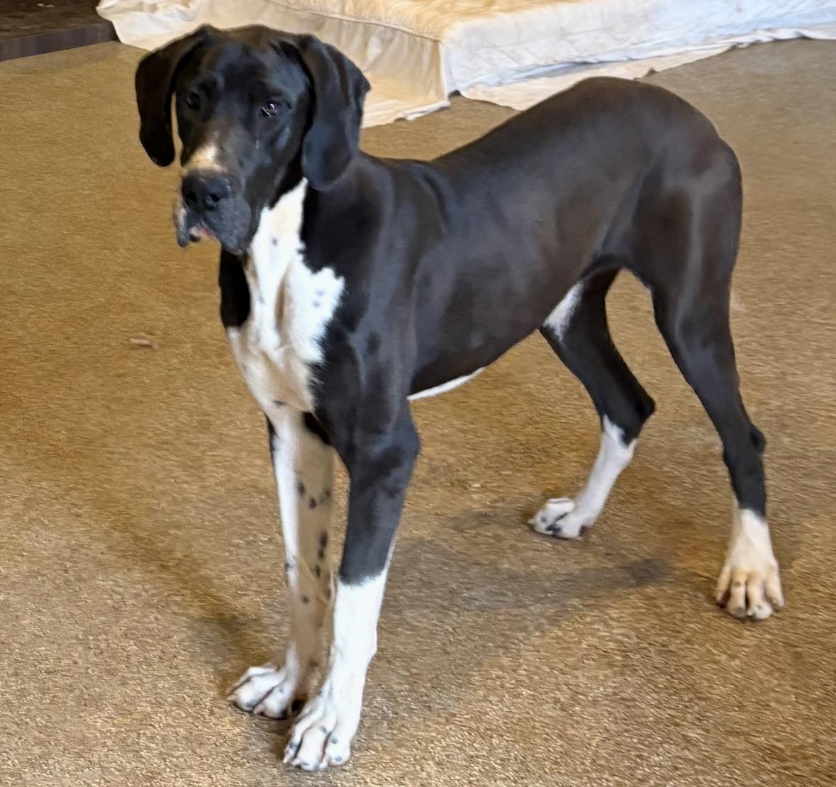 Anna Belle, a ADOPTABLE Great Dane in Williamston, SC image 1/2