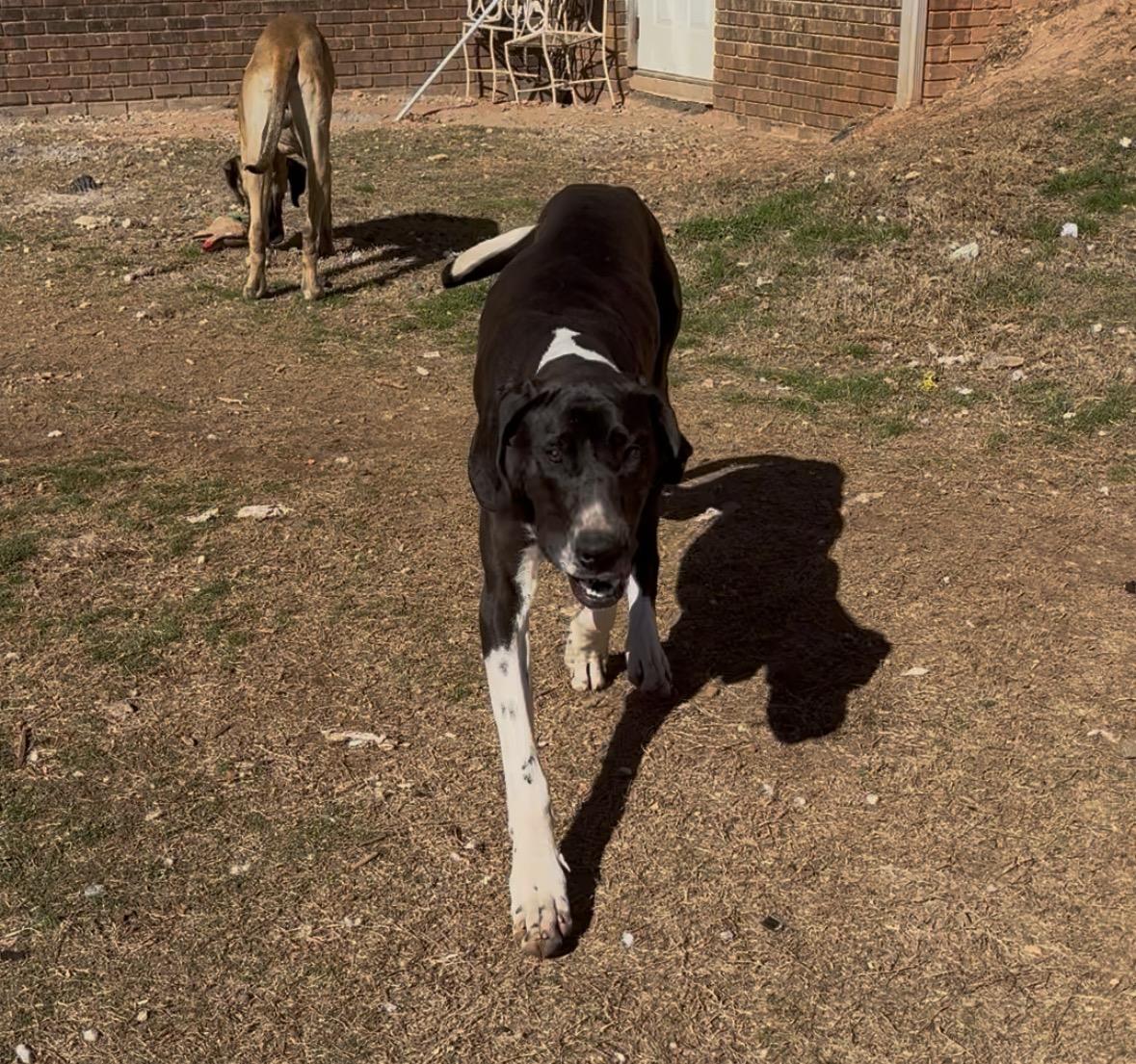 Anna Belle, a ADOPTABLE Great Dane in Williamston, SC image 2/2