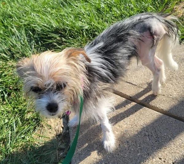 Doni, Adoptable, Young Female Chihuahua & Terrier.