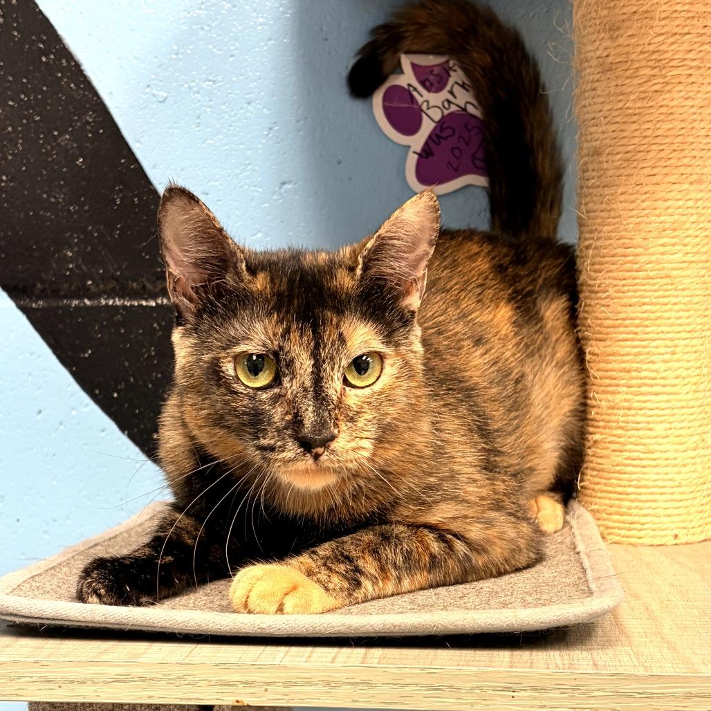 Enlarge Cookie, a Adoptable Domestic Short Hair in Tallahassee, FL image 1/1