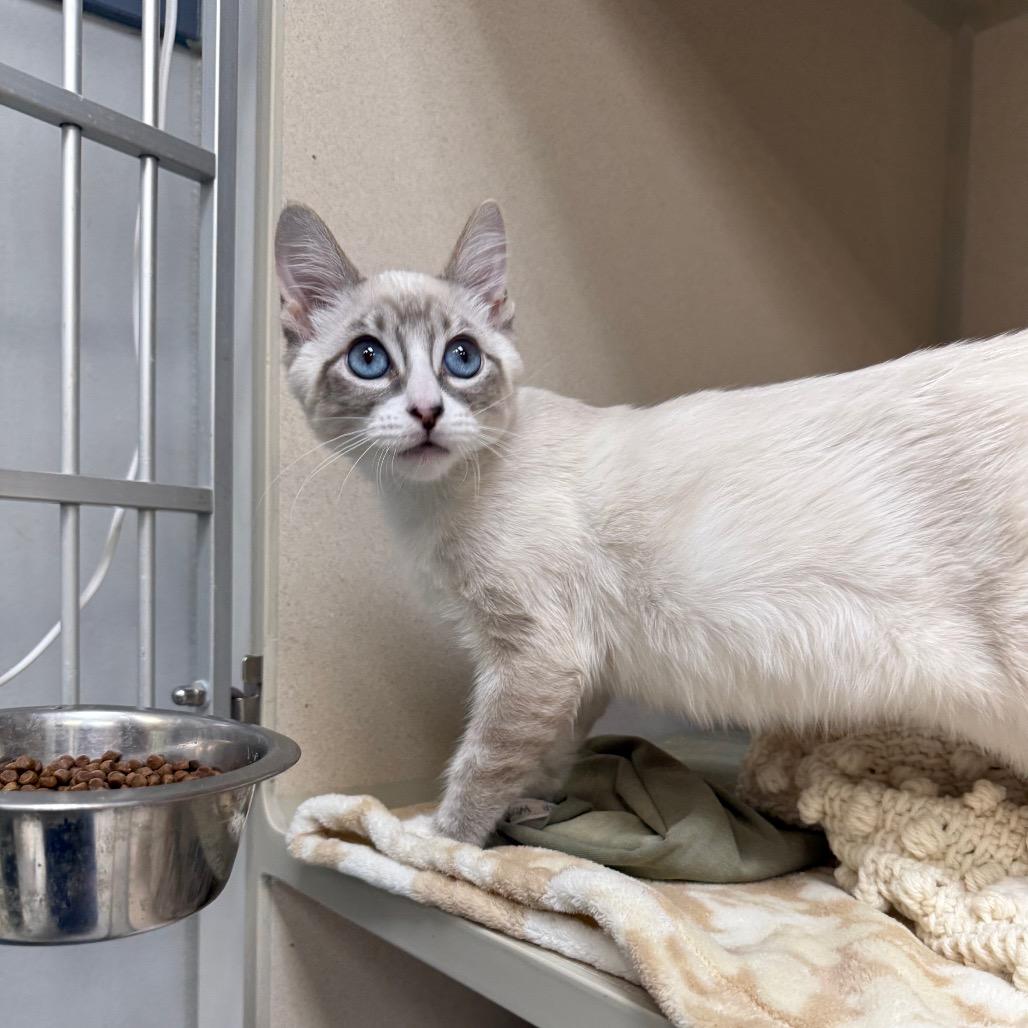 Snowball, Adoptable, Kitten Male Domestic Short Hair & Snowshoe.