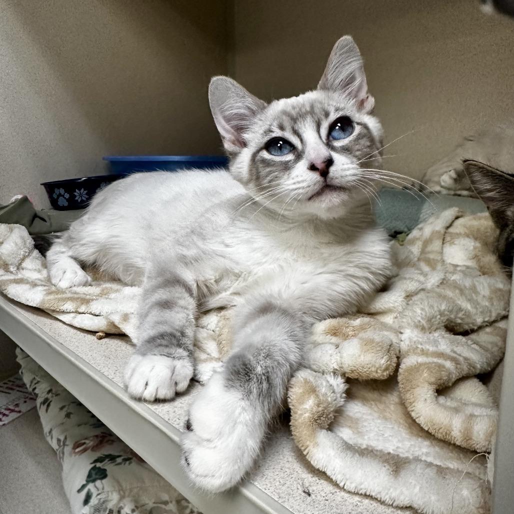 Enlarge Snowball, a Adoptable mixed breed in Great Falls, MT image 2/4