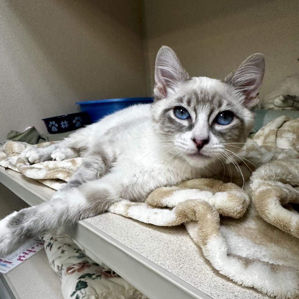 Enlarge Snowball, a Adoptable mixed breed in Great Falls, MT image 3/4