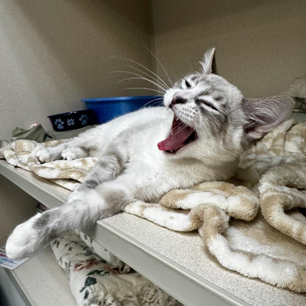 Enlarge Snowball, a Adoptable mixed breed in Great Falls, MT image 4/4