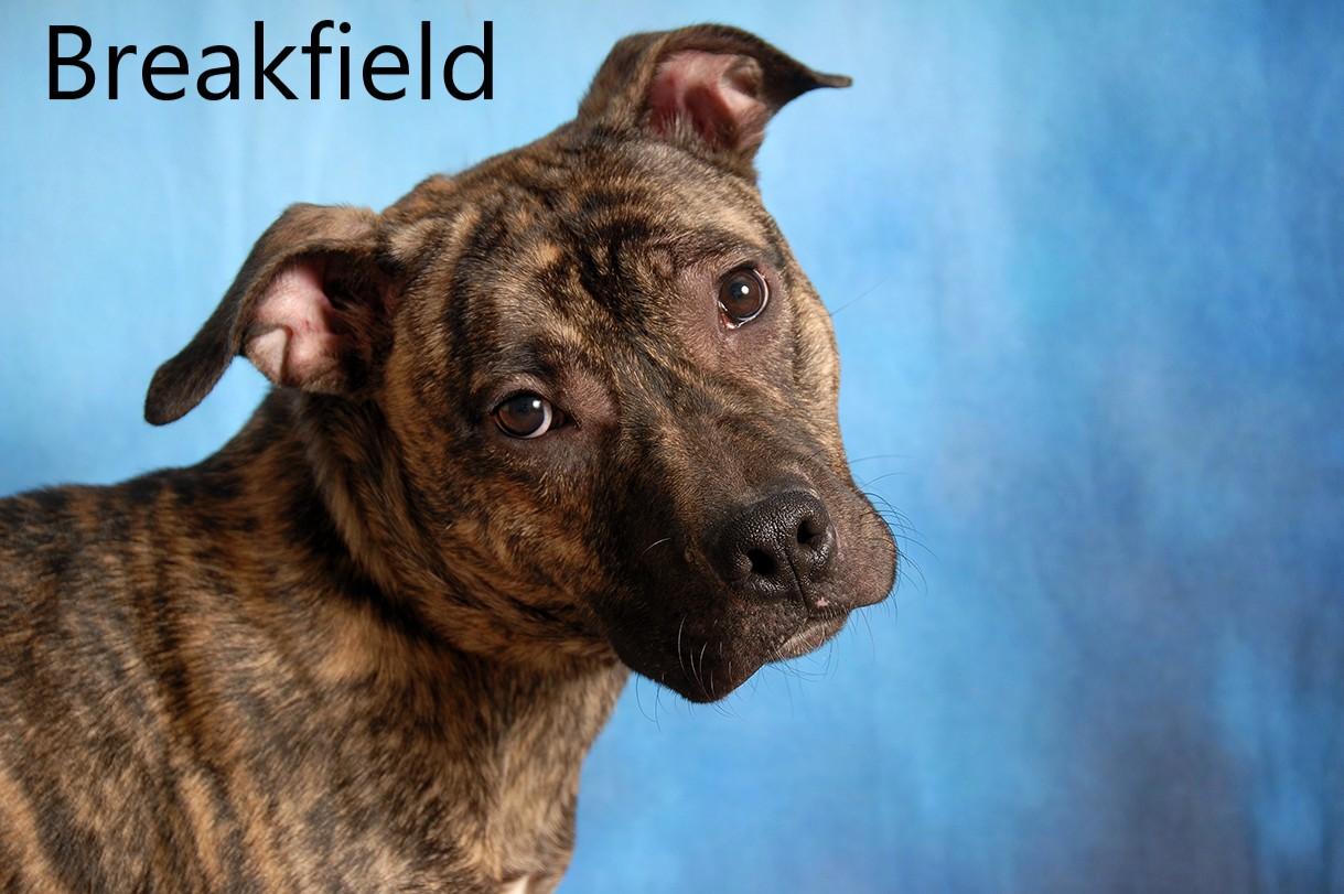 Breakfield, Adoptable, Adult Male Pit Bull Terrier.