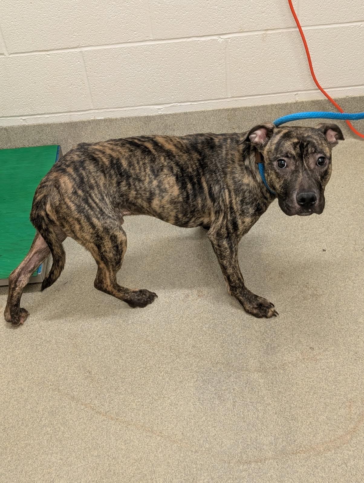 Breakfield, an adopted Pit Bull Terrier in Mount Vernon, OH image 2/2