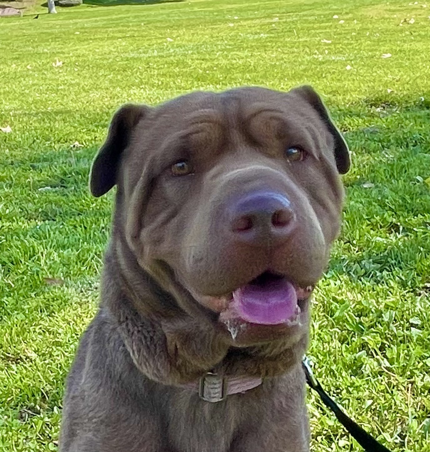 TINY the Treasure, a Adoptable Shar-Pei in Sherman Oaks, CA image 1/5
