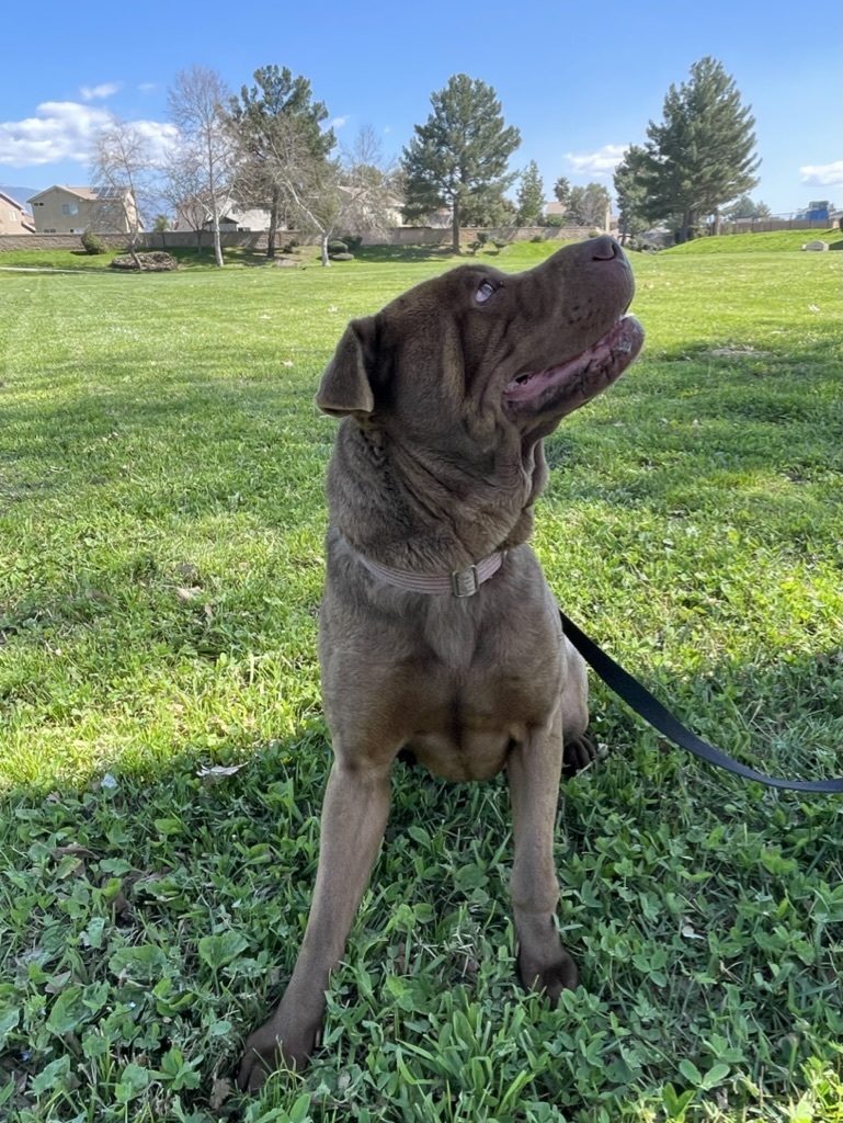 TINY the Treasure, a Adoptable Shar-Pei in Sherman Oaks, CA image 2/5
