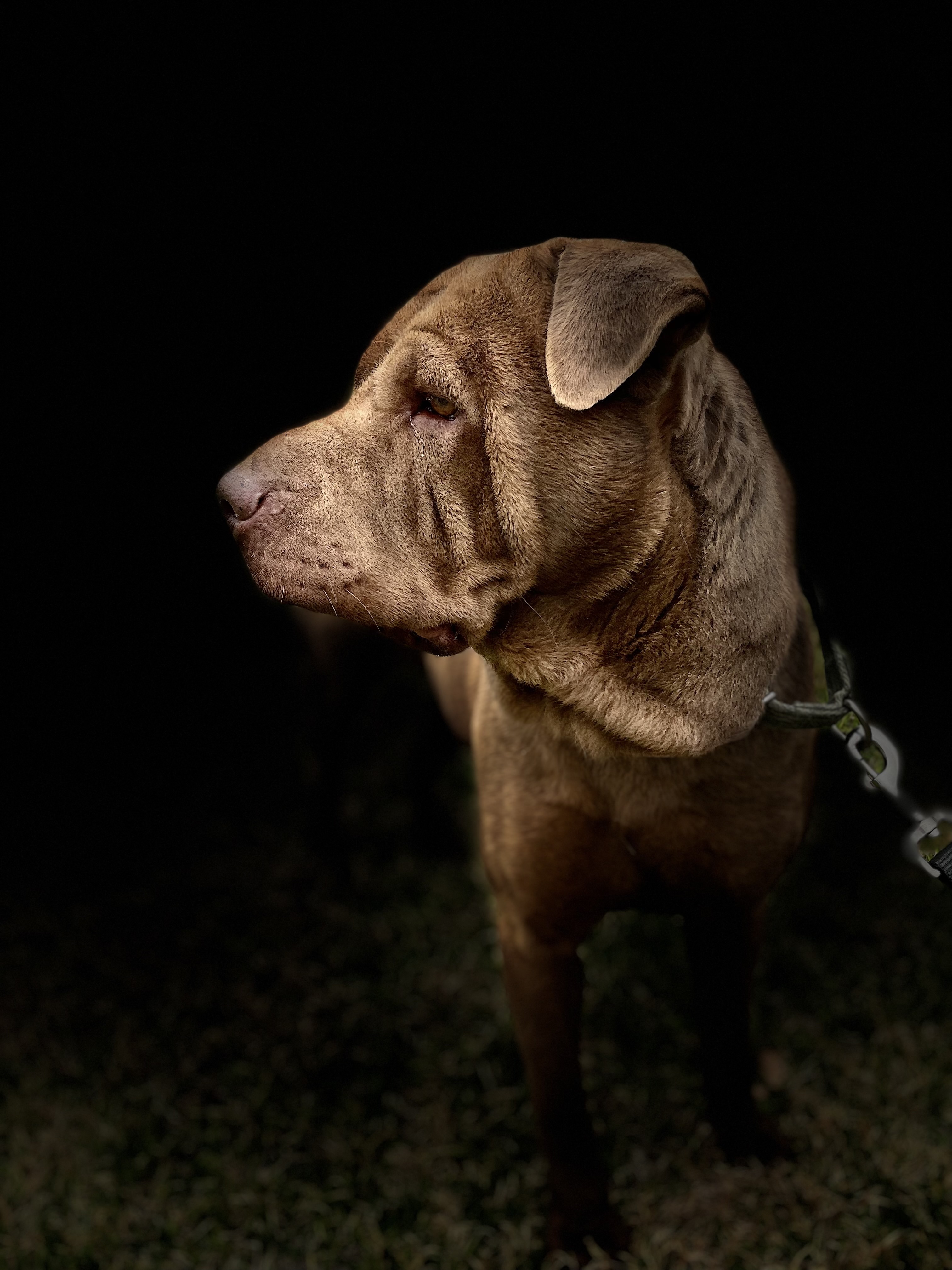 TINY the Treasure, a Adoptable Shar-Pei in Sherman Oaks, CA image 3/5