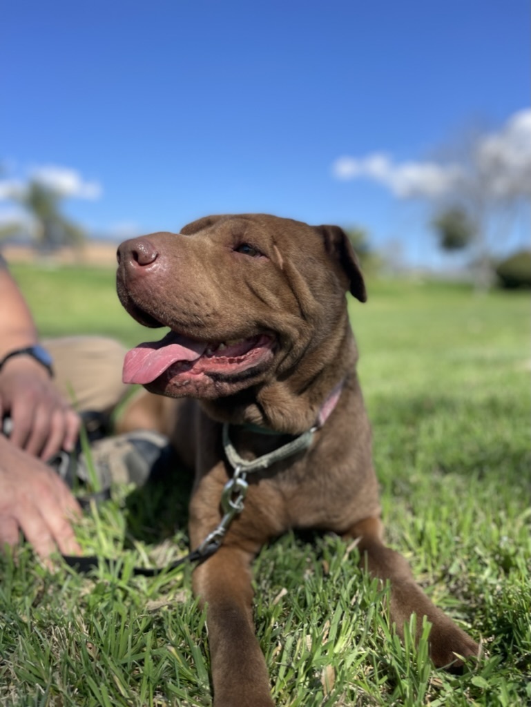 TINY the Treasure, a Adoptable Shar-Pei in Sherman Oaks, CA image 4/5