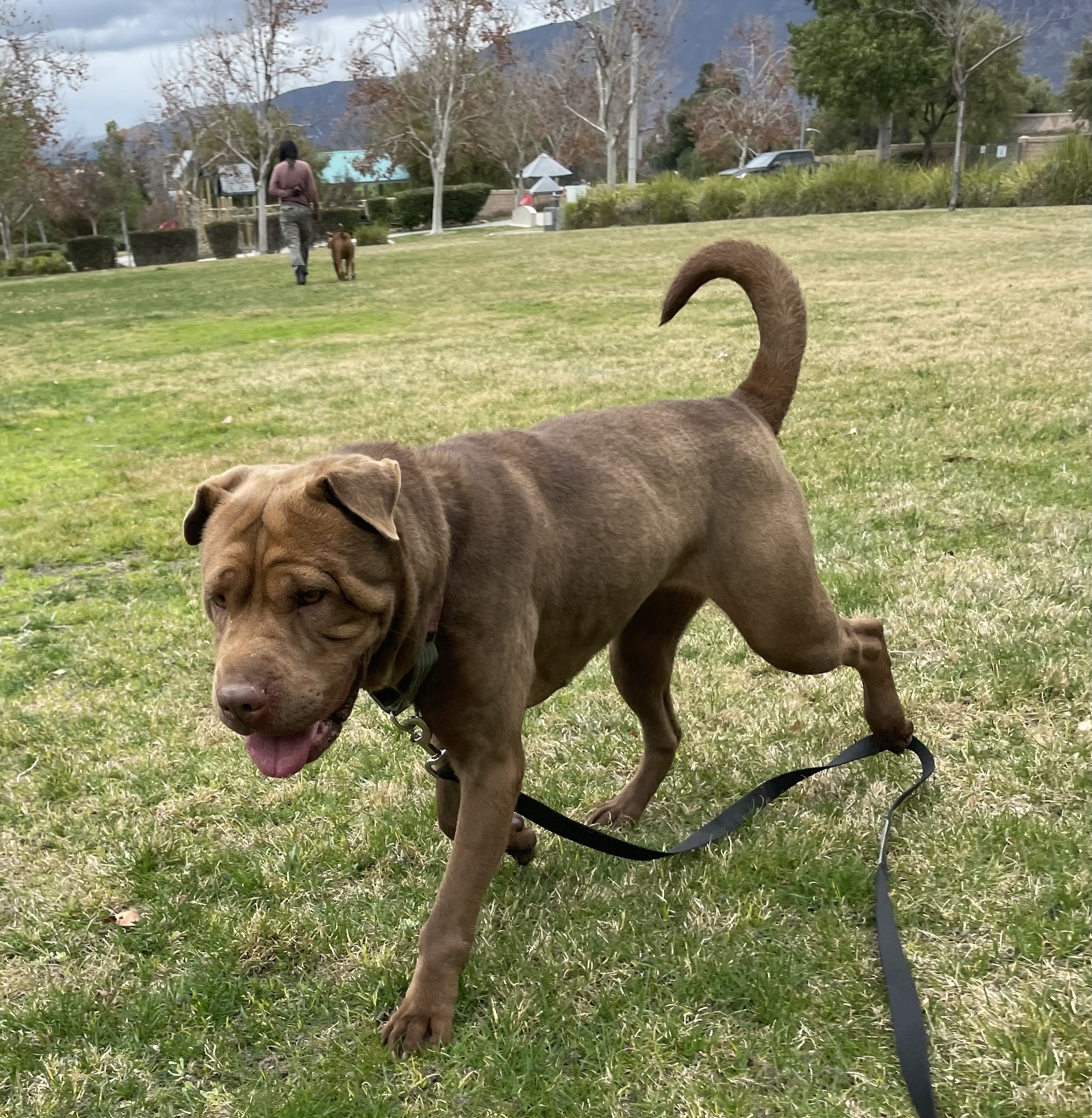 TINY the Treasure, a Adoptable Shar-Pei in Sherman Oaks, CA image 5/5