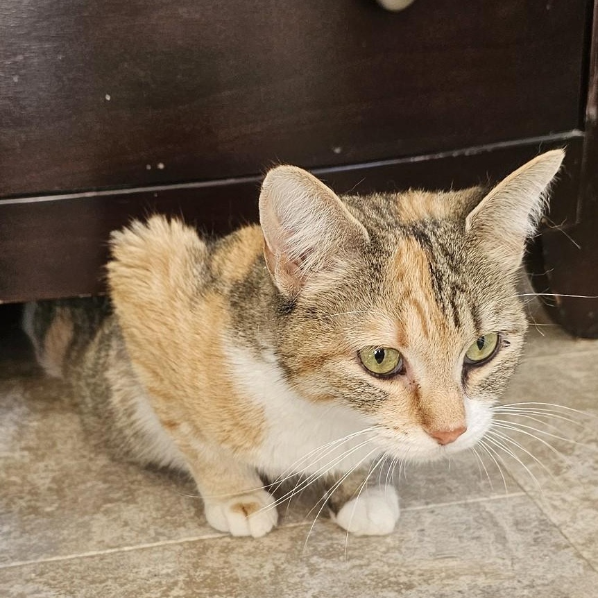 Enlarge Greta, an adopted Torbie in Lenexa, KS image 3/5