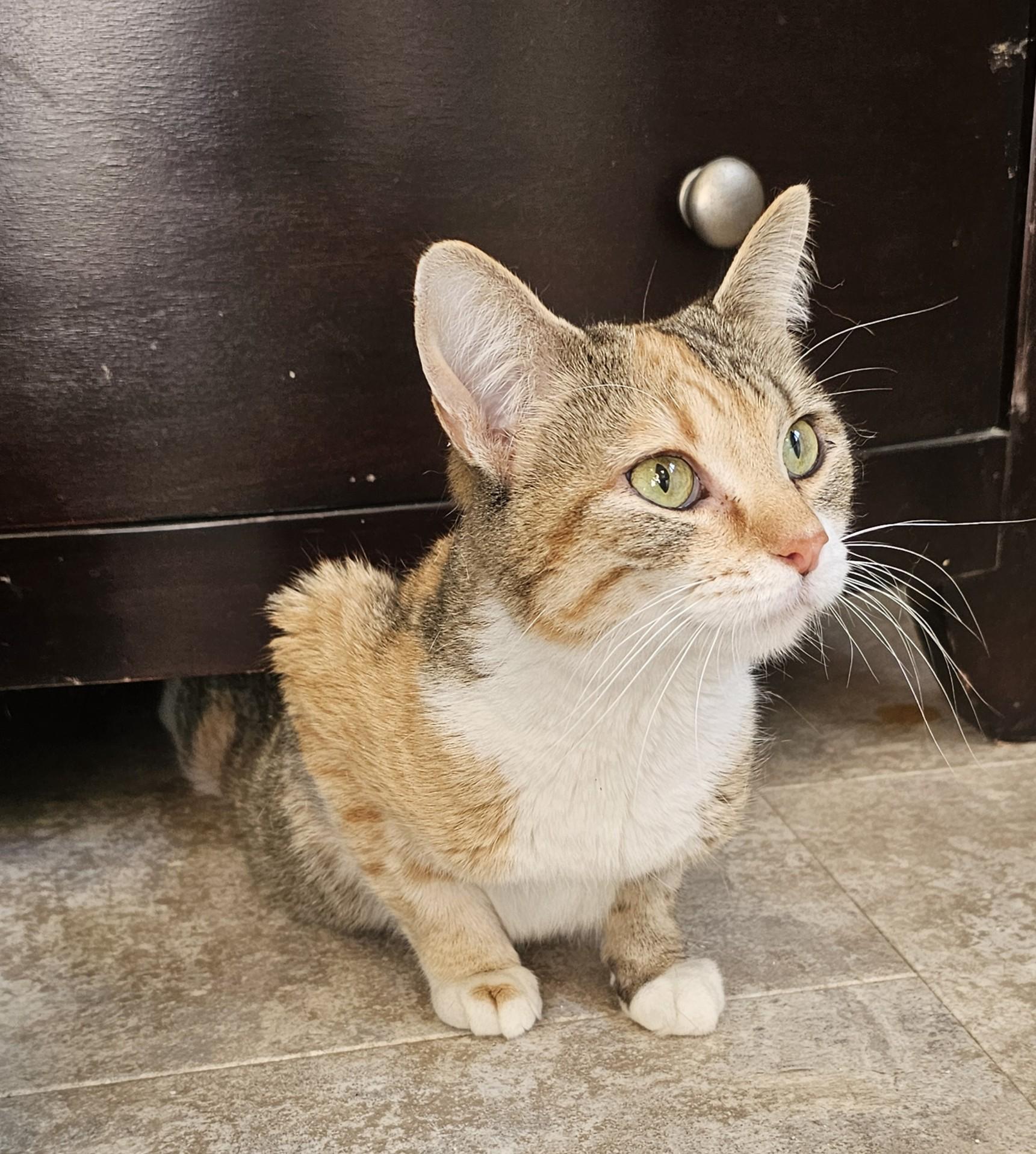 Enlarge Greta, an adopted Torbie in Lenexa, KS image 1/5