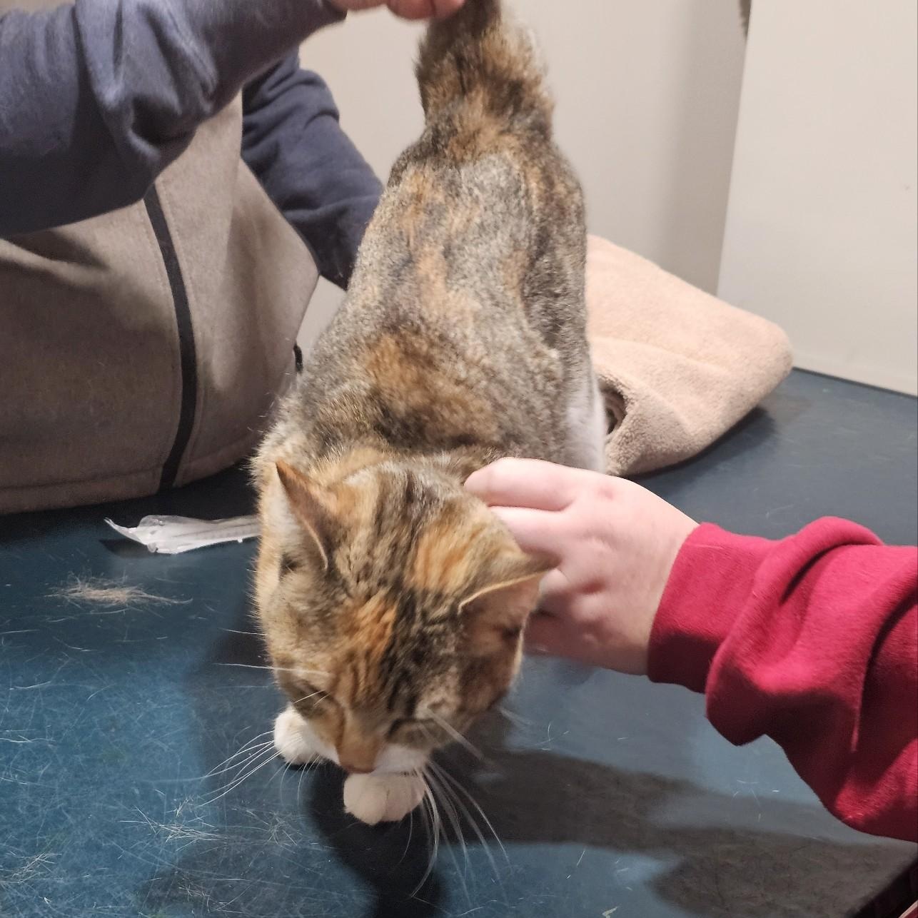 Enlarge Greta, an adopted Torbie in Lenexa, KS image 5/5