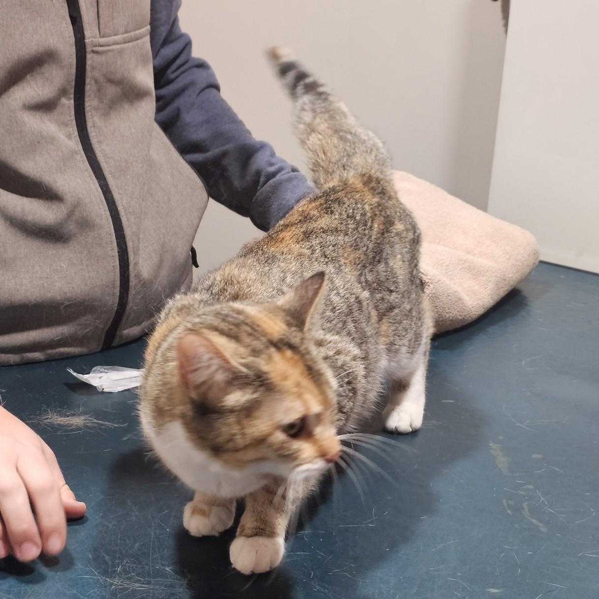 Enlarge Greta, an adopted Torbie in Lenexa, KS image 4/5