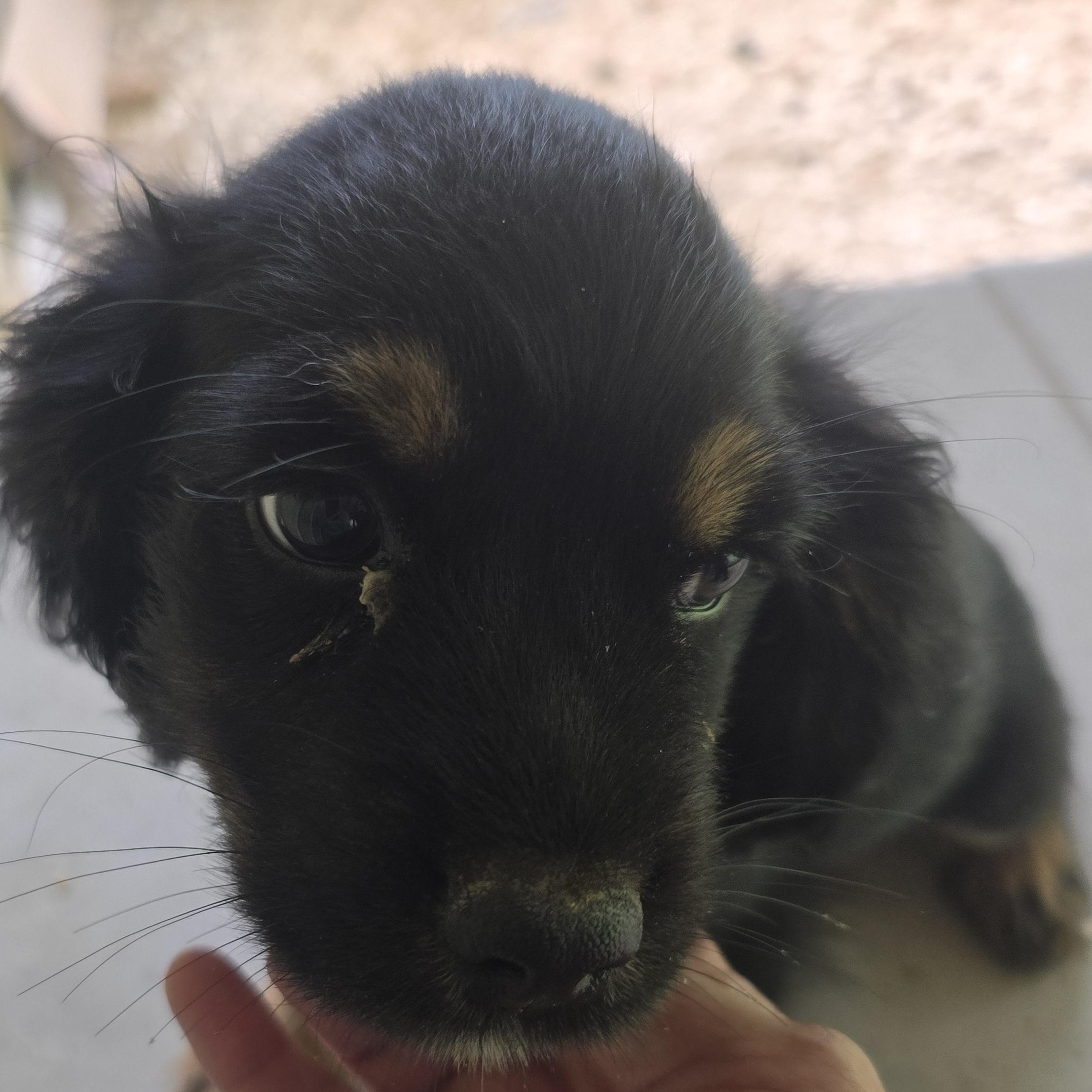 Enlarge Trooper, an adopted mixed breed in Zaleski, OH image 1/2