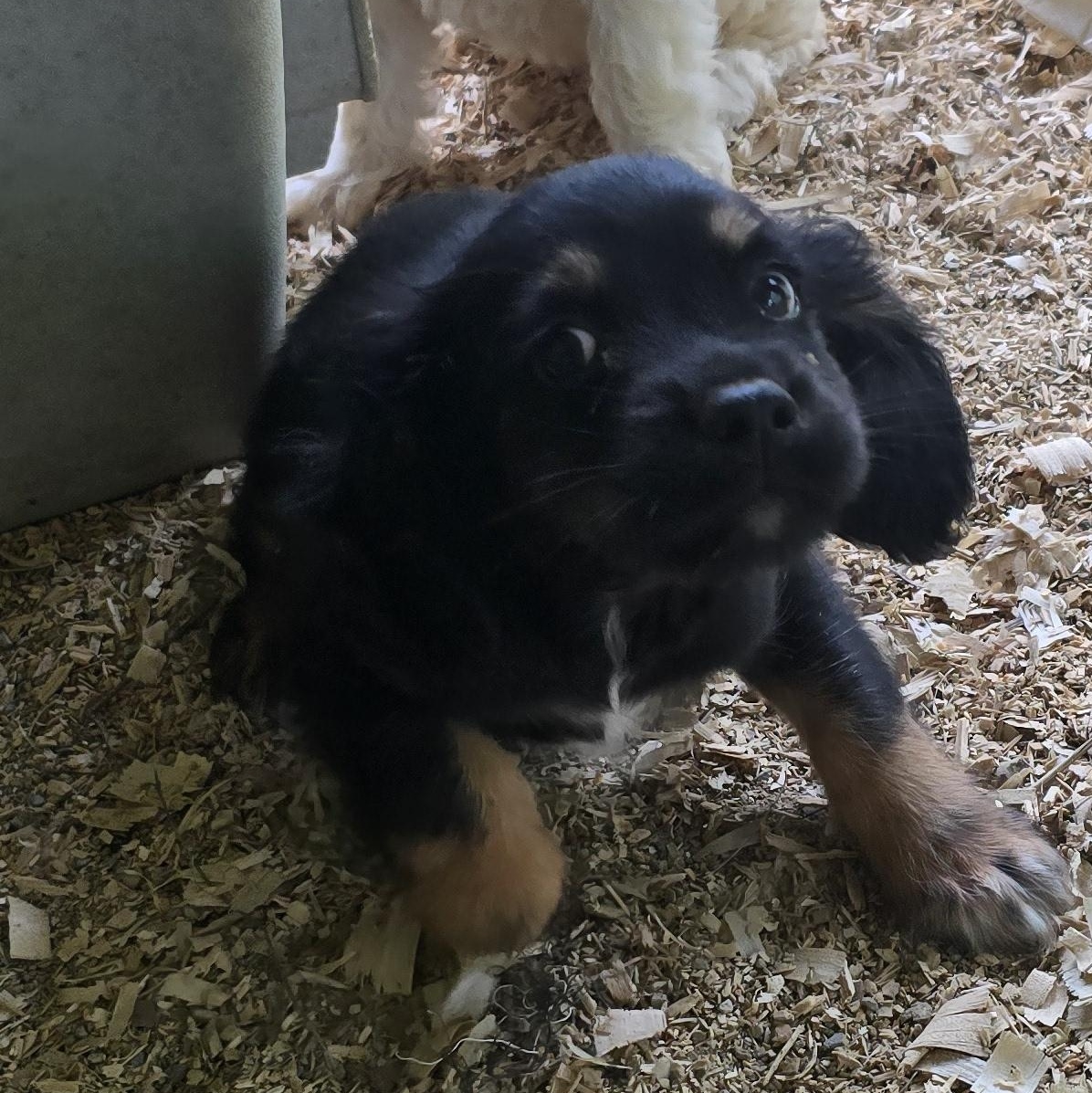 Enlarge Trooper, an adopted mixed breed in Zaleski, OH image 2/2
