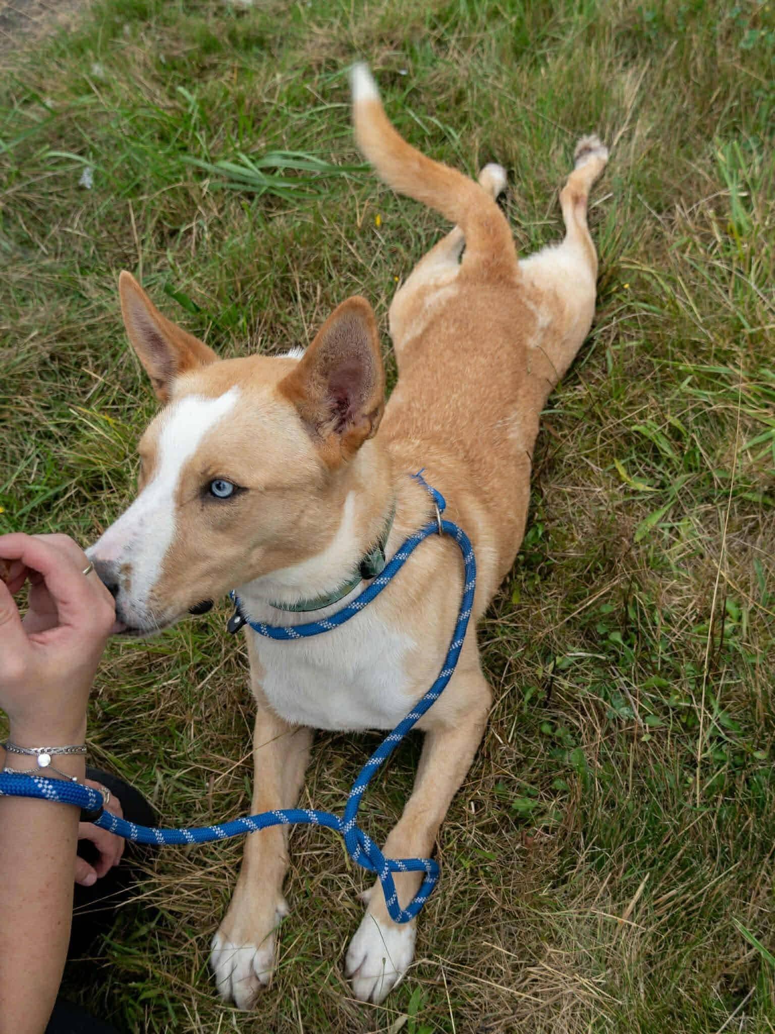Enlarge Dexter , a Adoptable mixed breed in Langley, BC image 5/6