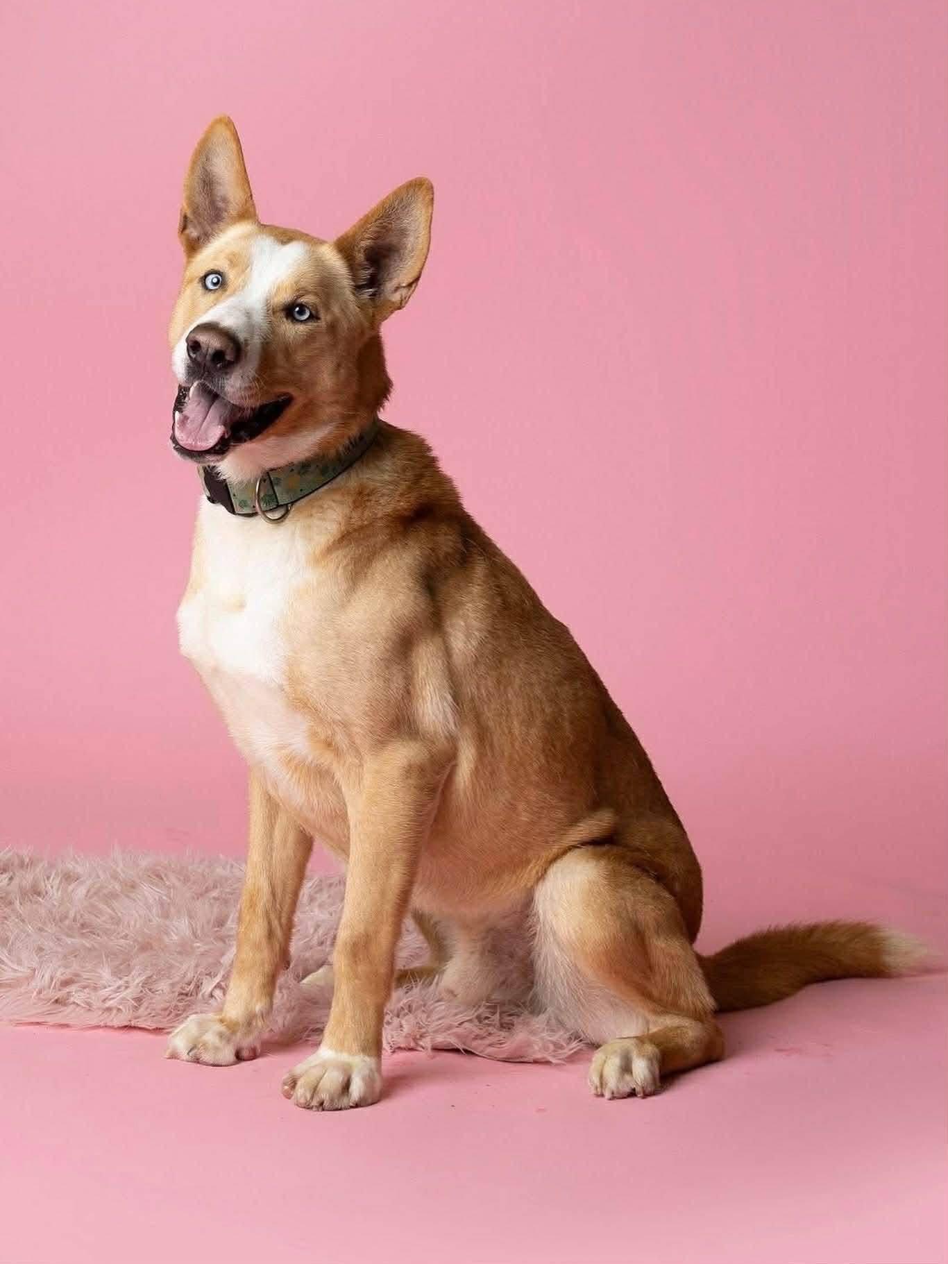 Enlarge Dexter , a Adoptable mixed breed in Langley, BC image 3/6