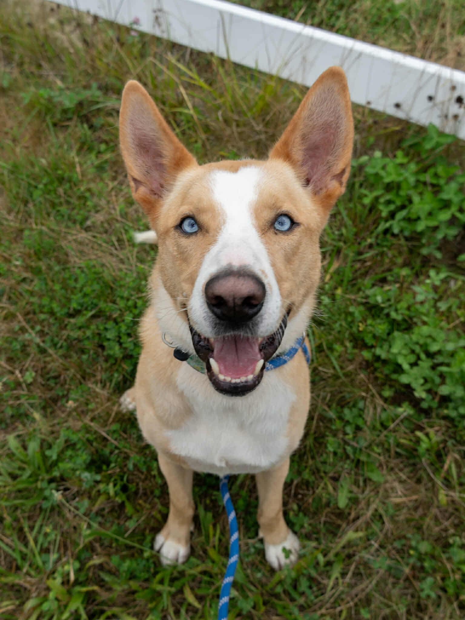 Enlarge Dexter , a Adoptable mixed breed in Langley, BC image 1/6