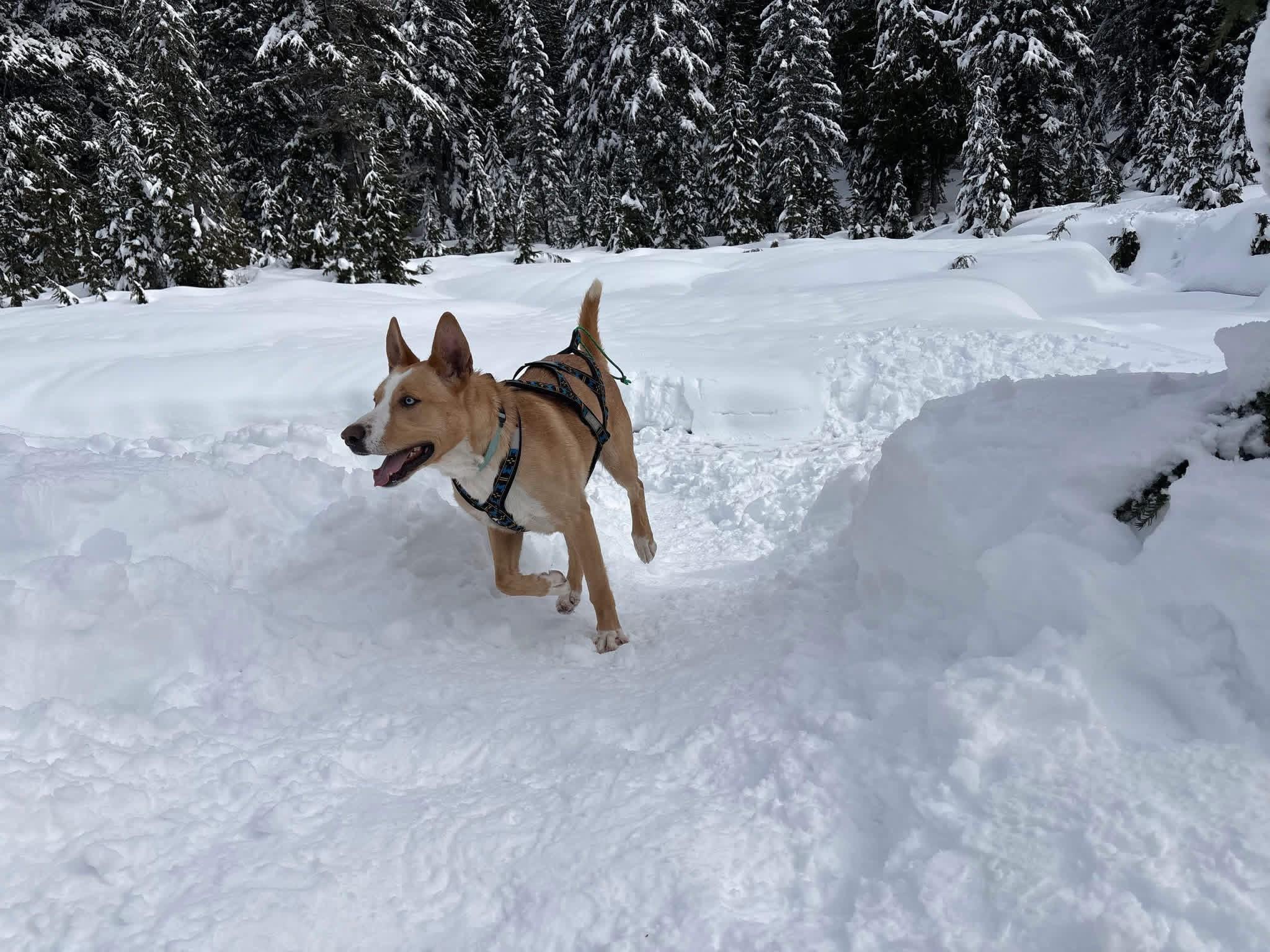 Enlarge Dexter , a Adoptable mixed breed in Langley, BC image 5/6