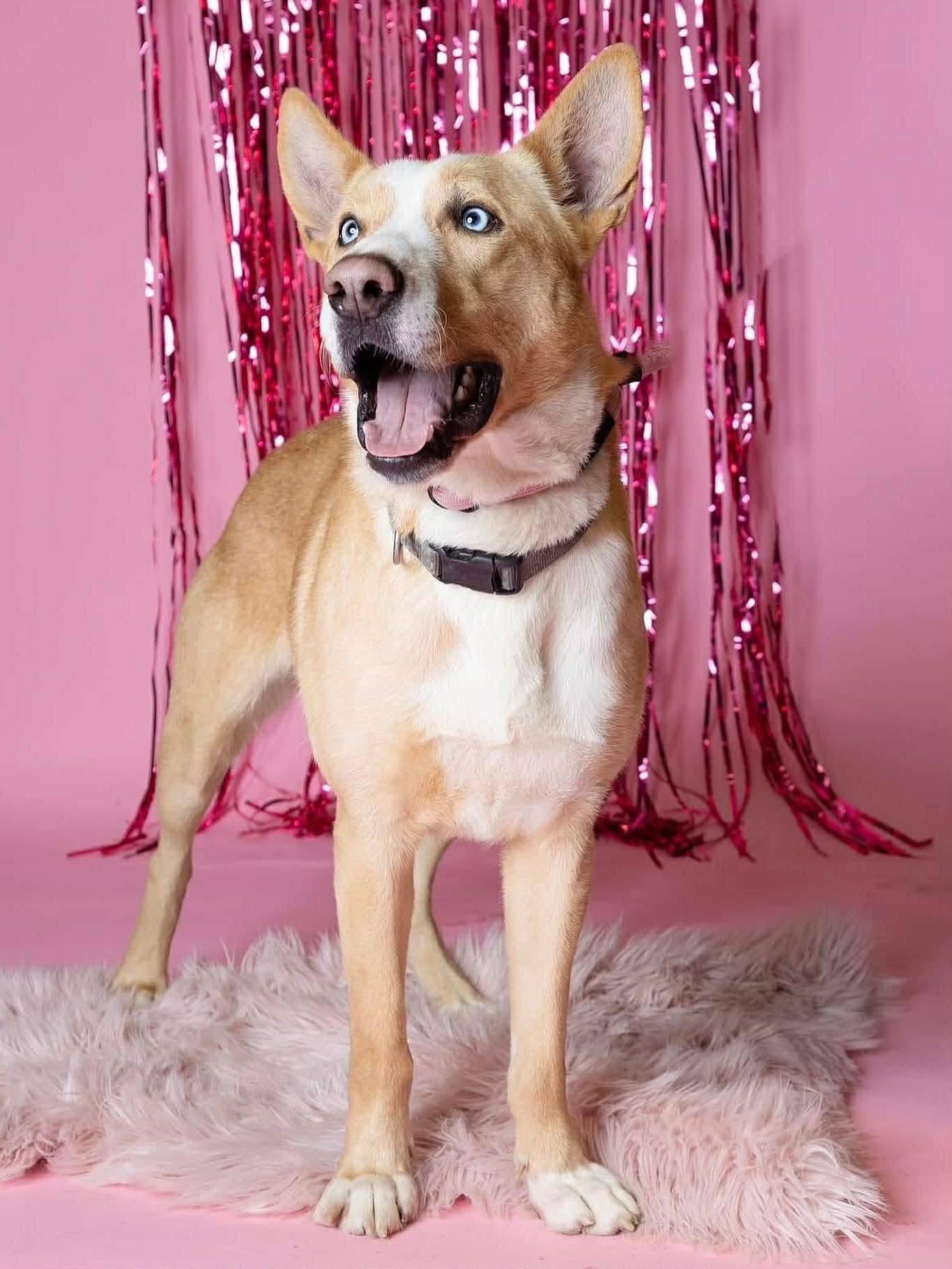 Enlarge Dexter , a Adoptable mixed breed in Langley, BC image 2/6