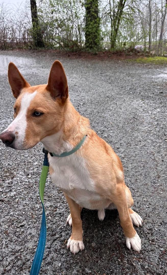 Enlarge Dexter , a Adoptable mixed breed in Langley, BC image 1/6