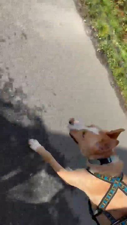 Enlarge Dexter , a Adoptable mixed breed in Langley, BC video 4/6