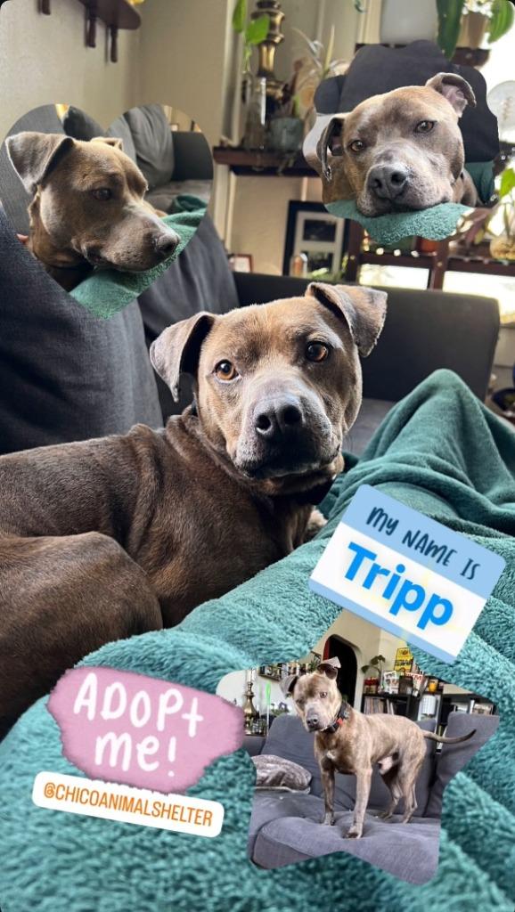 Tripp, Adoptable, Adult Male Pit Bull Terrier & Mixed Breed.