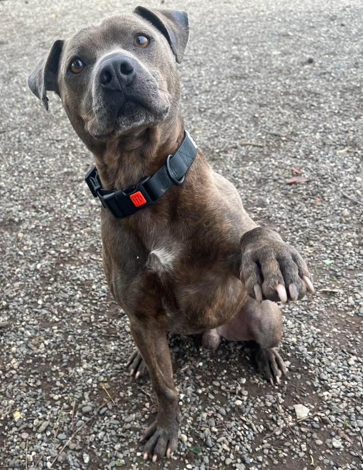 Enlarge Tripp, a Adoptable mixed breed in Chico, CA image 2/4