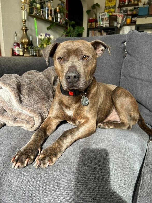 Enlarge Tripp, a Adoptable mixed breed in Chico, CA image 3/4