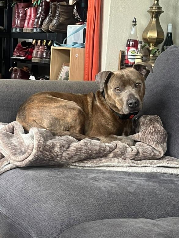 Enlarge Tripp, a Adoptable mixed breed in Chico, CA image 4/4