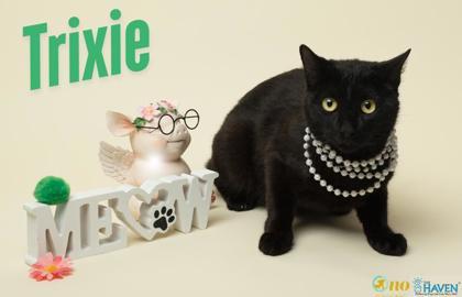 Enlarge Trixie, a Adoptable mixed breed in Fairhope, AL image 1/1