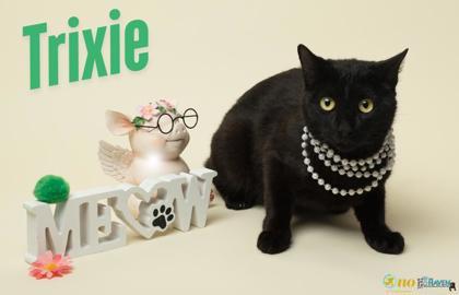 Trixie, Adoptable, Adult Female Domestic Short Hair & Domestic Short Hair.