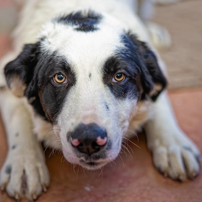 Enlarge Bandit, an adopted mixed breed in Clarinda, IA image 4/5