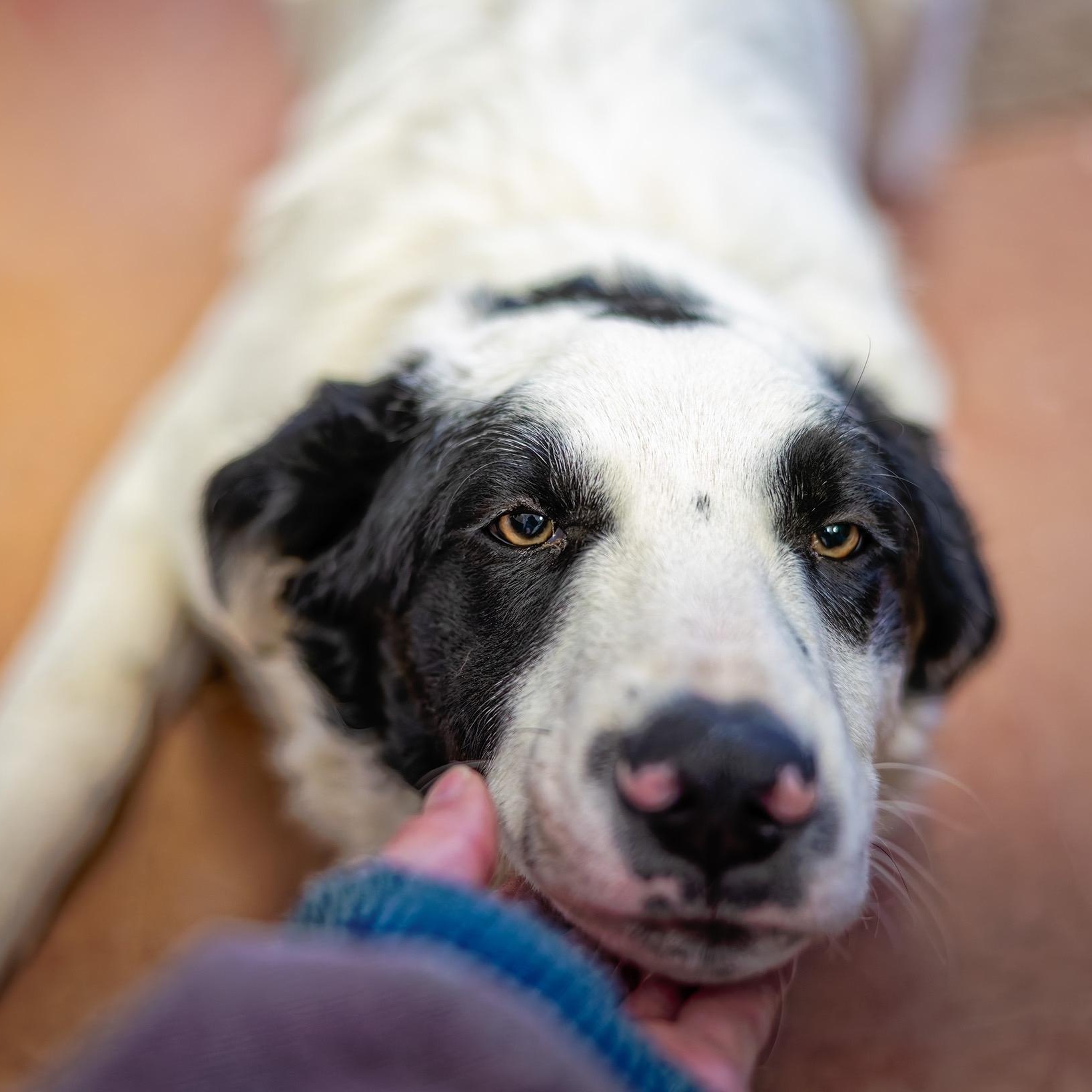 Enlarge Bandit, an adopted mixed breed in Clarinda, IA image 1/5