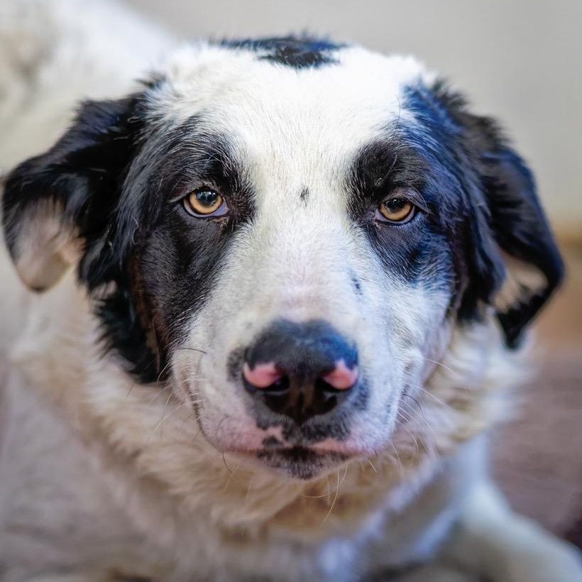 Enlarge Bandit, an adopted mixed breed in Clarinda, IA image 3/5