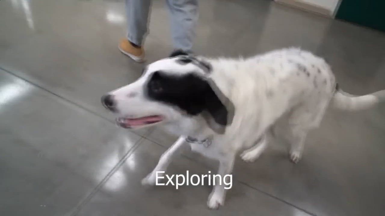 Enlarge Bandit, an adopted mixed breed in Clarinda, IA video 5/5