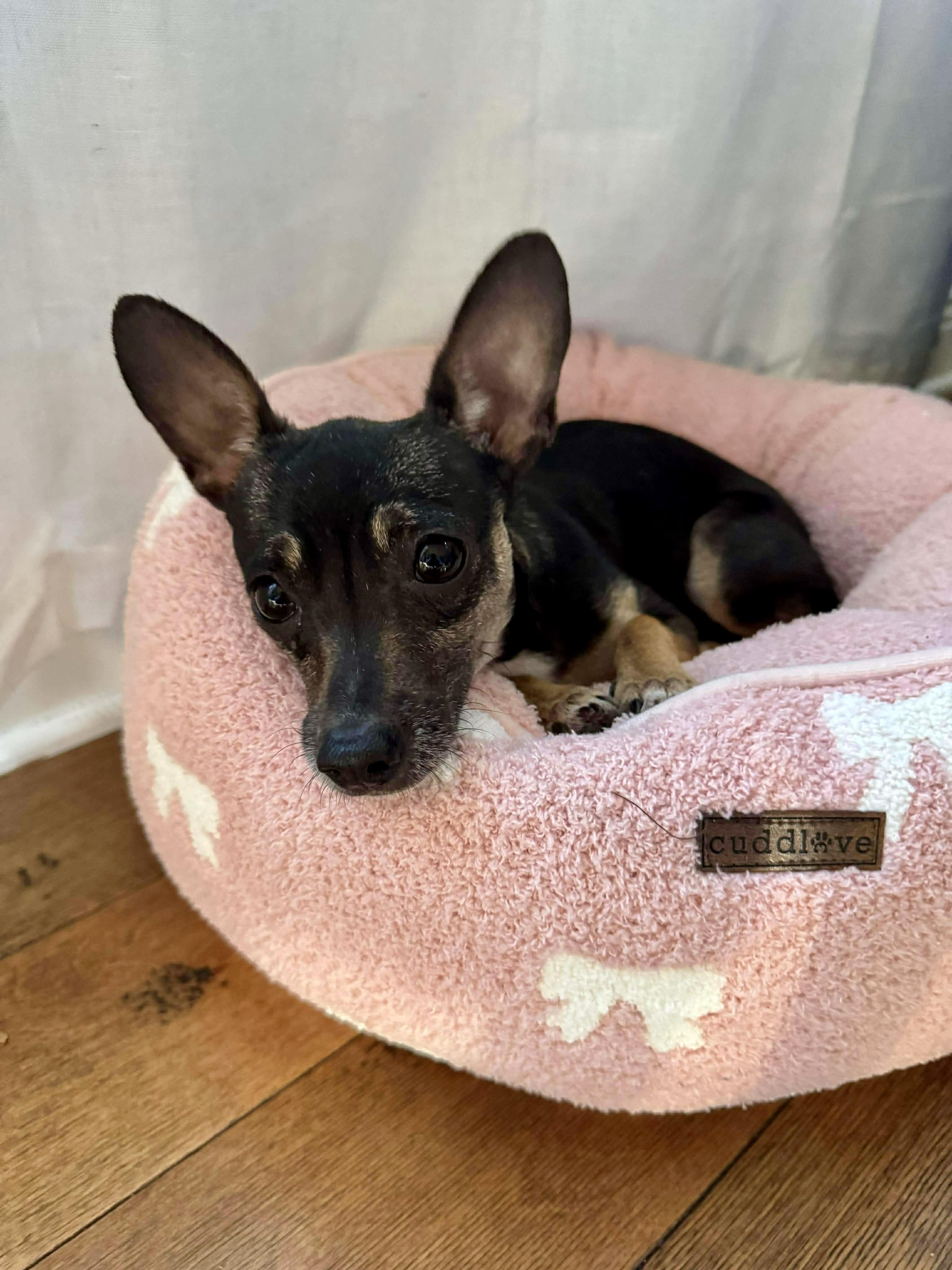 Enlarge Myla, a ADOPTABLE Chihuahua in Milton, FL image 2/4